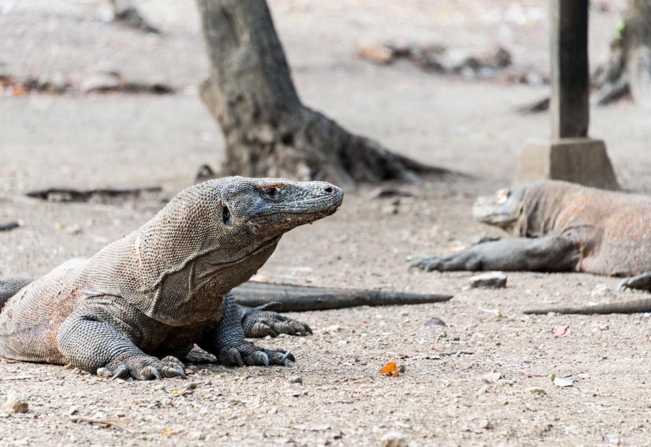 فندق Ayana Komodo Waecicu Beach لابوان باجو المظهر الخارجي الصورة